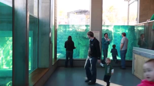 Inside zoo aquarium — Stock Video