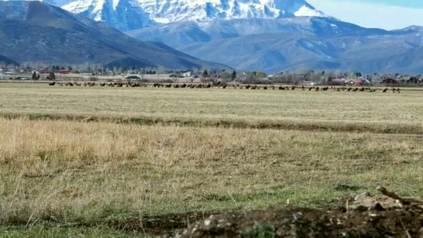 Herd of elk resting in an open field — Stock Video