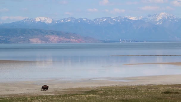 Buffalo walking by a large — Stock Video