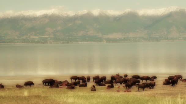 Lago de montaña de búfalo — Vídeo de stock