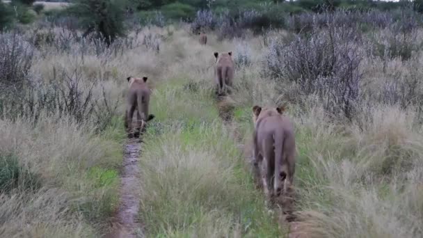 Leones caminando en el campo — Vídeos de Stock