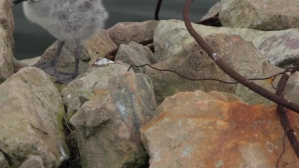 Gaviotas junto al océano — Vídeo de stock