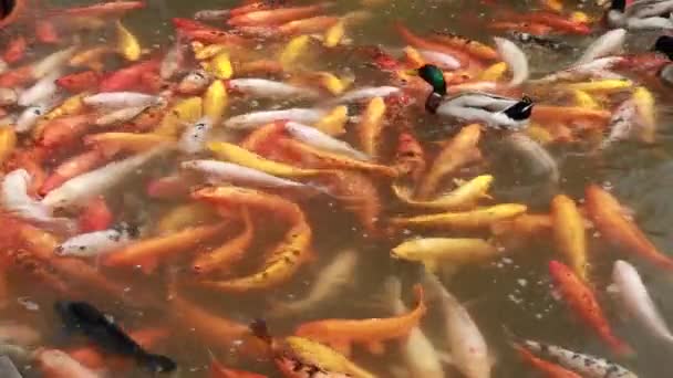 음식에 대 한 잉어 수영 — 비디오