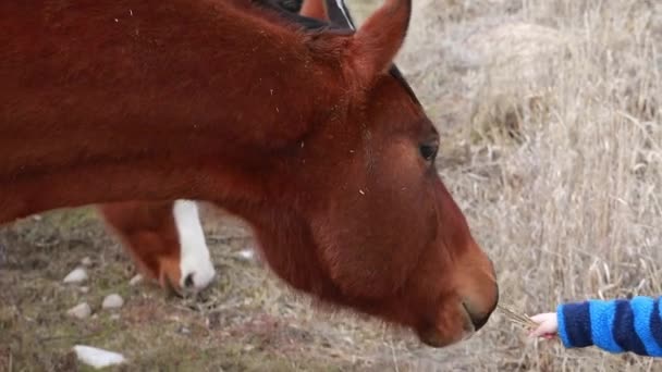 Madre y niño alimentando caballos — Vídeo de stock