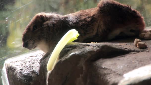 Groundhog resting in zoo — Stock Video