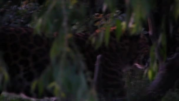 Léopard au zoo de Hogle — Video