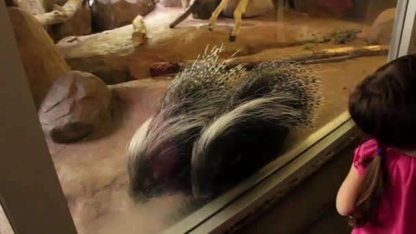 Ragazza guarda porcospini allo zoo — Video Stock