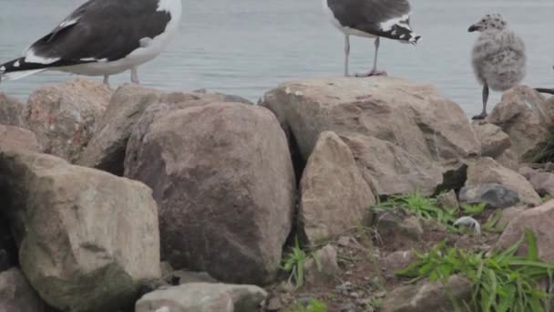 Gaviotas junto al océano — Vídeos de Stock