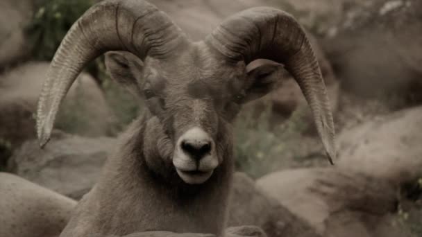 Large mountain goat — Stock Video