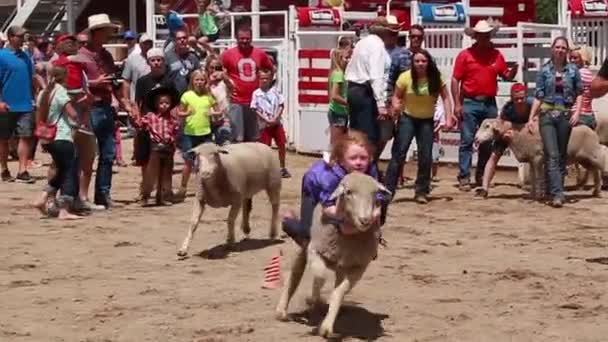 Girl riding sheep — Stock Video