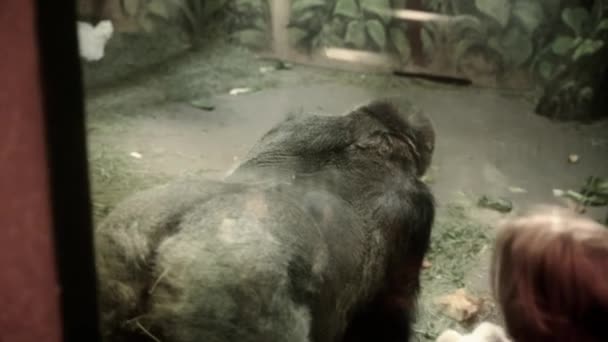 Горилла играет в зоопарке — стоковое видео