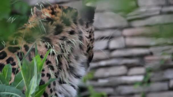 Леопард в зоопарке Хогле — стоковое видео