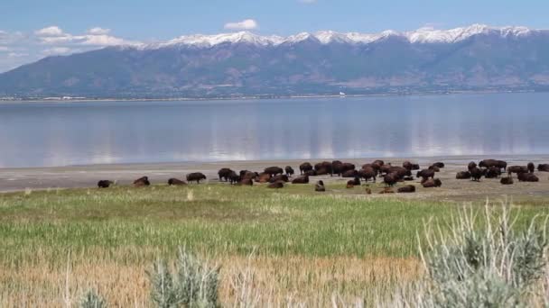 Large herd of buffaloes — Stock Video