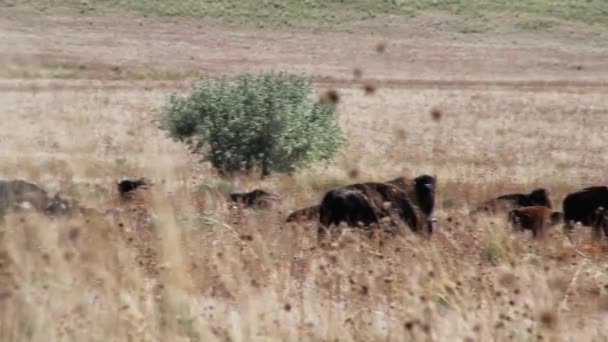 Gran manada de búfalos — Vídeos de Stock