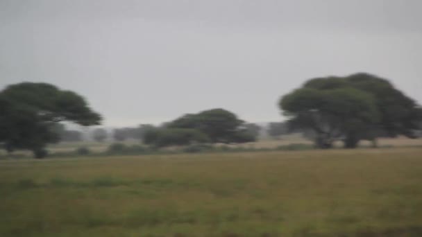 Leones caminando en el campo — Vídeos de Stock