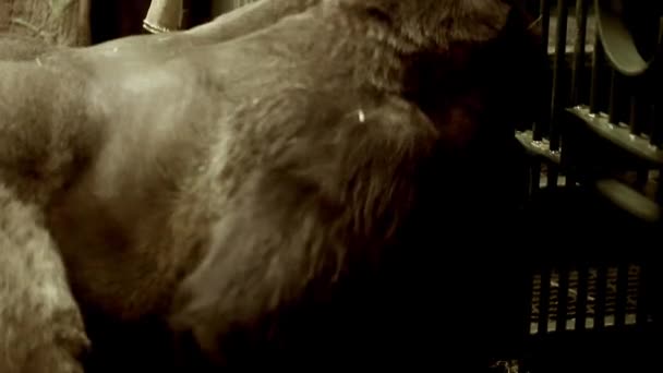 Велика срібна горилка — стокове відео