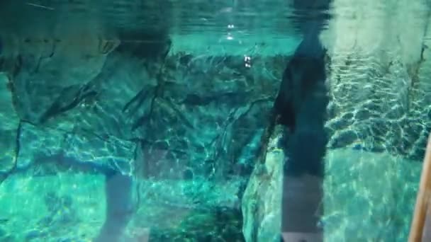 Verspielte Robbe im Zoo — Stockvideo