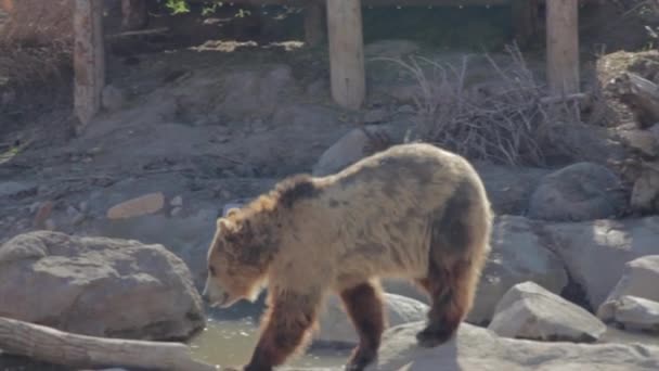 Grizzly bears at the zoo — Stock Video