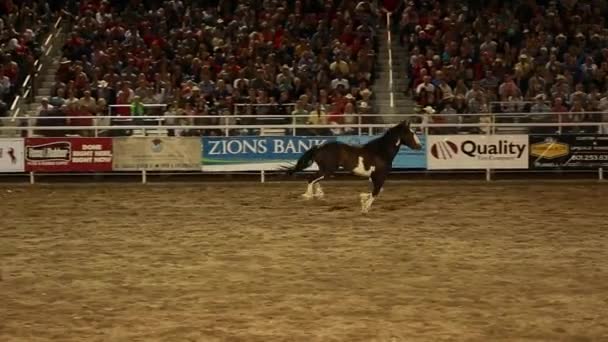 Horse running around arena — Stock Video