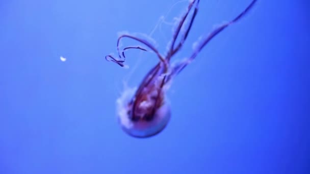 Un pez gelatina nadando en un acuario — Vídeos de Stock