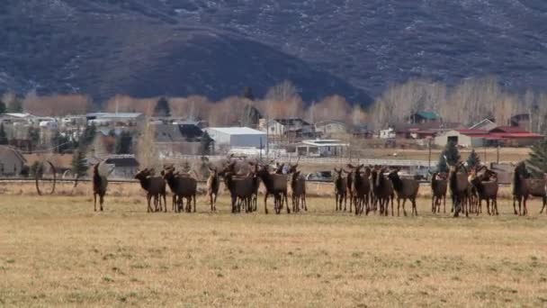 Large herd of elks — Stock Video