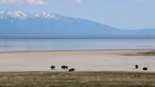 Lago de montaña de búfalo — Vídeos de Stock