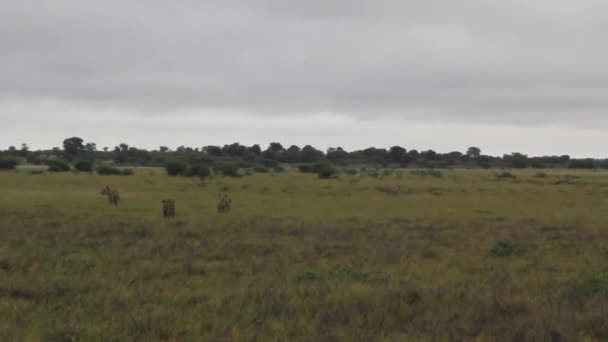 Leones caminando en el campo — Vídeos de Stock