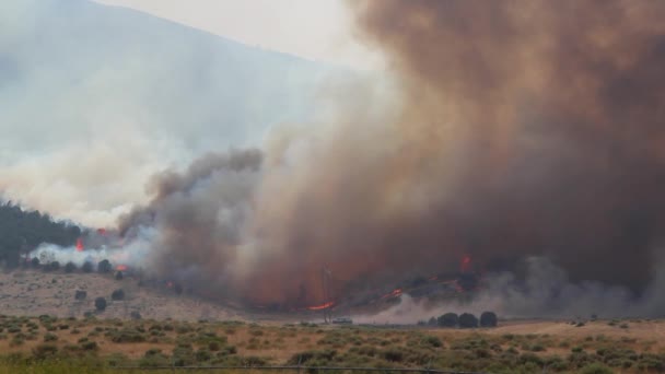 Raging wildfire burning — Stock Video