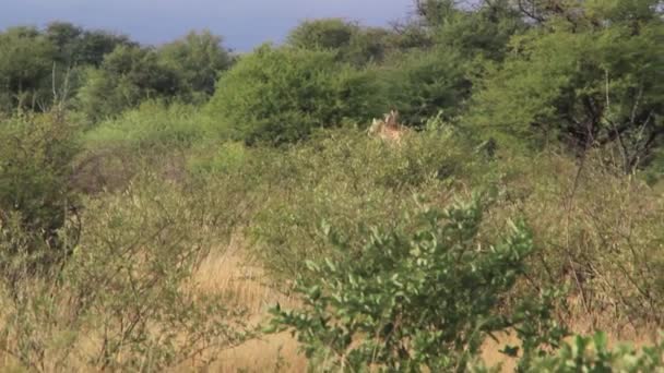 Giraffe africane tra gli alberi — Video Stock