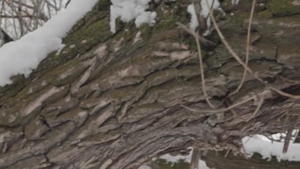 Arbres après une chute de neige en hiver — Video