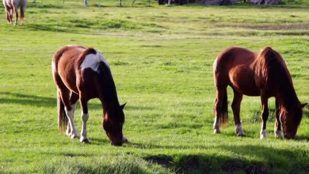 Horses grazing in a green pasture — Stock Video