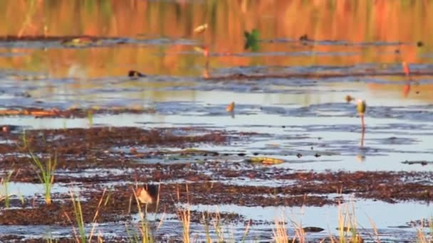 Jacana sui cuscinetti del giglio — Video Stock