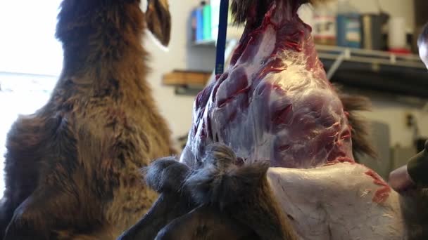 Alce de peles de caçador de carne — Vídeo de Stock