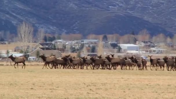 大群的麋鹿 — 图库视频影像