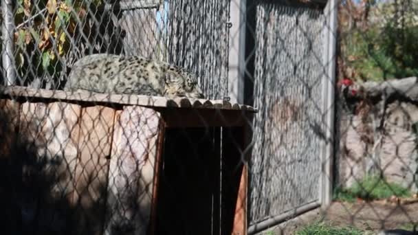 Leopard im Heulzoo — Stockvideo