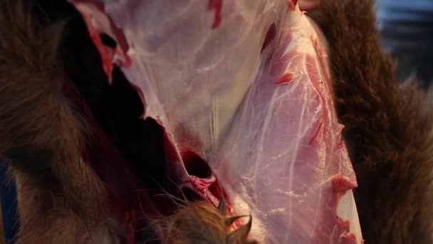 Alce de peles de caçador de carne — Vídeo de Stock