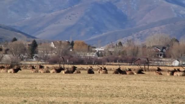 Large herd of elks — Stock Video