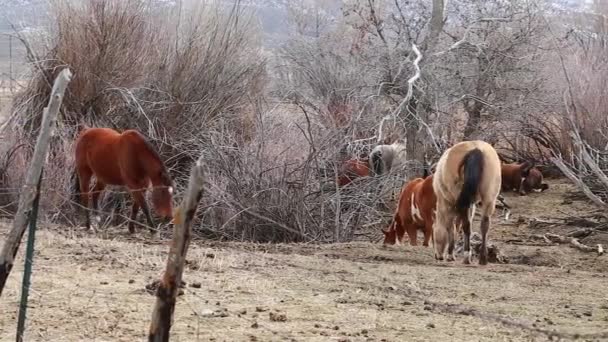 Horses grazing in the pasture — Stock Video