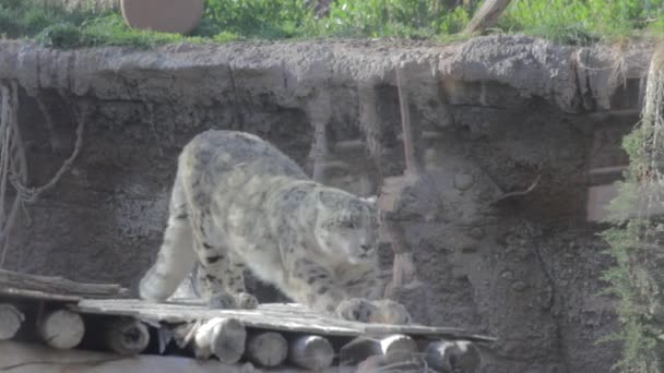 Leopard på Hogle zoo — Stockvideo