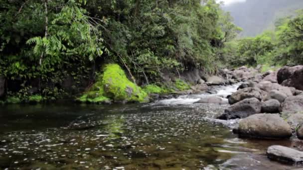 Orman akarsu Kauai üzerinde — Stok video