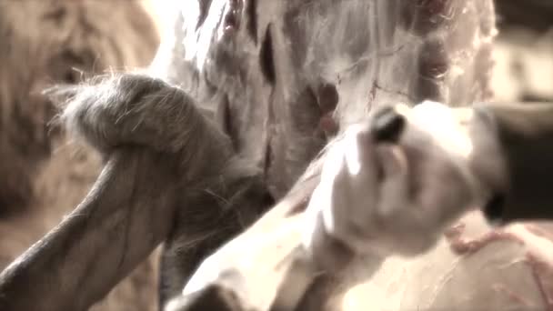 肉的猎人皮麋鹿 — 图库视频影像