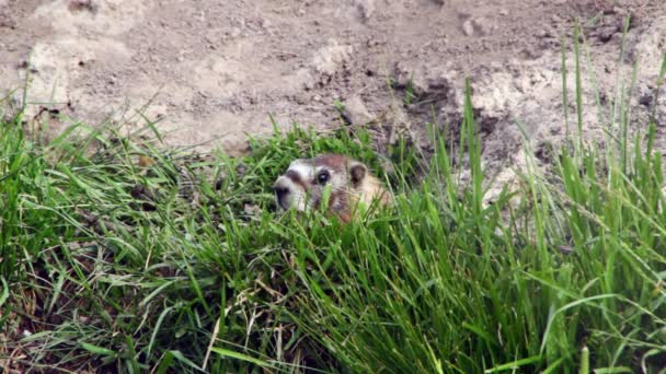Groundhog resting in zoo — Stock Video