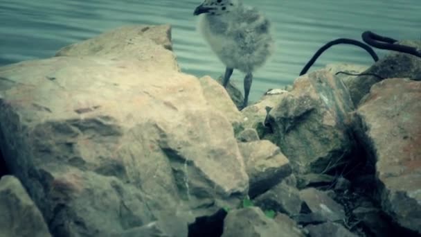 Чайки біля океану — стокове відео