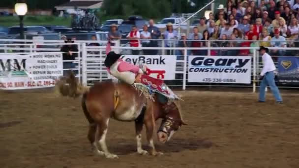 Old Time Rodeo bareback ride — Stock Video