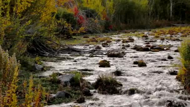 Arroyo de montaña con hojas de otoño — Vídeos de Stock