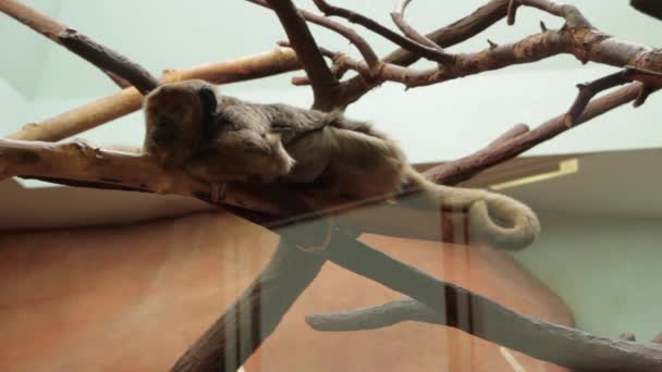 Affe hinter Glas im Zoo — Stockvideo