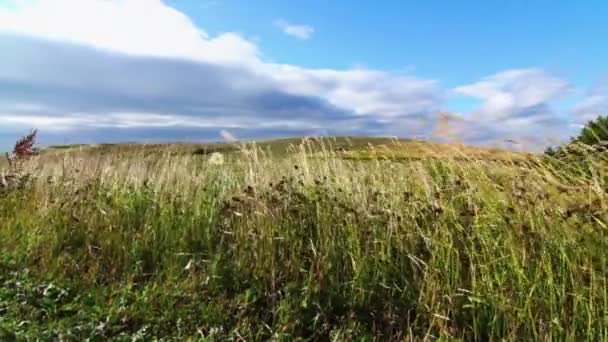 Трава дует на ветру — стоковое видео
