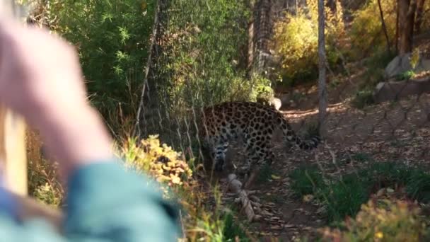 El hombre toma fotos de leopardo — Vídeos de Stock