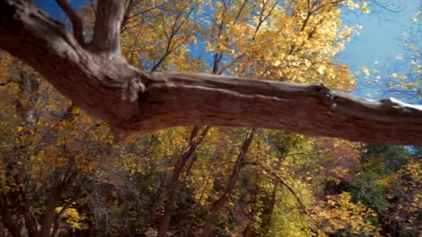 Musician playing a violin outdoors — Stock Video