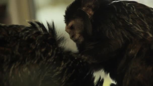 Обезьяна ест жуков с другой обезьяны — стоковое видео
